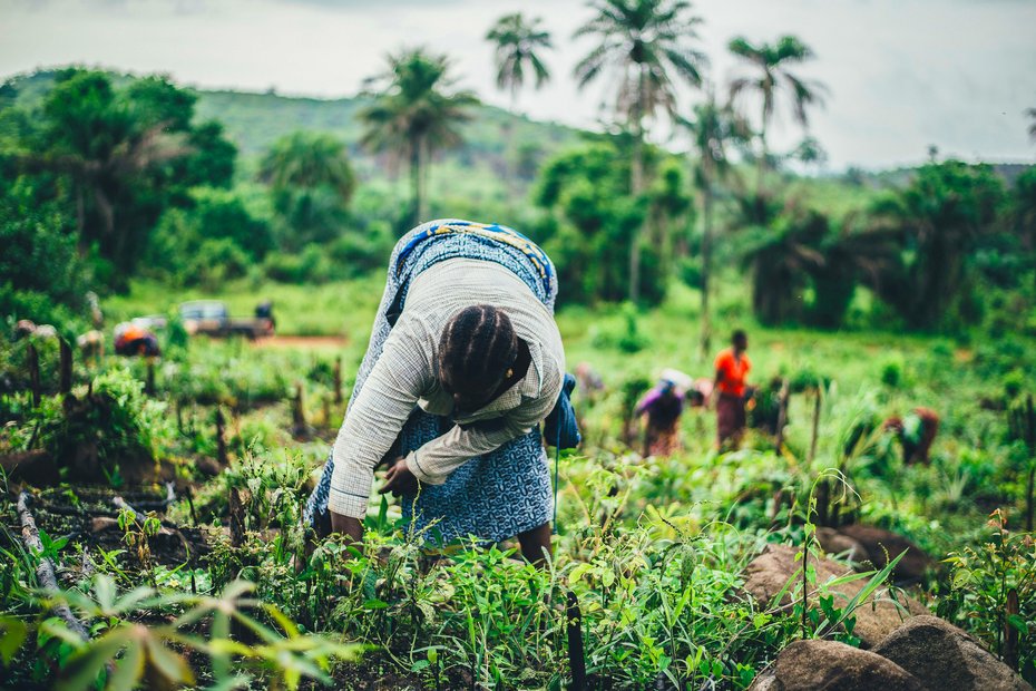 A female farm worker is working in a field