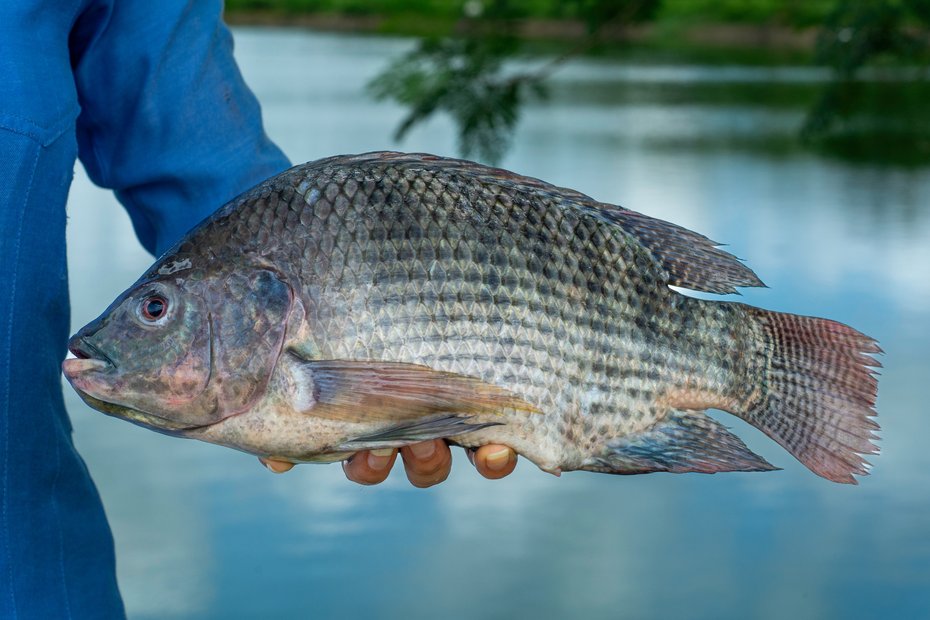 Tasty Tilapia: A fisherman holds a tilapia in his hand